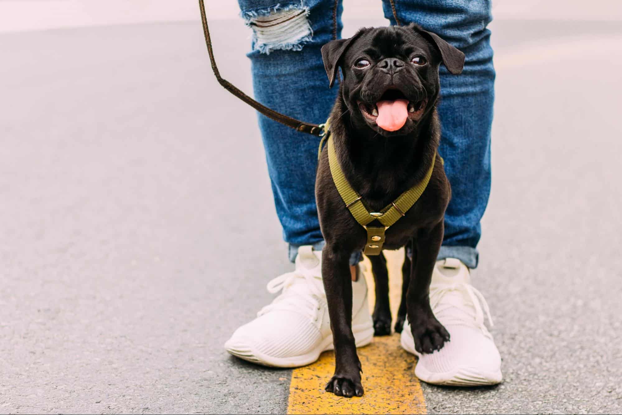 teen with black dog