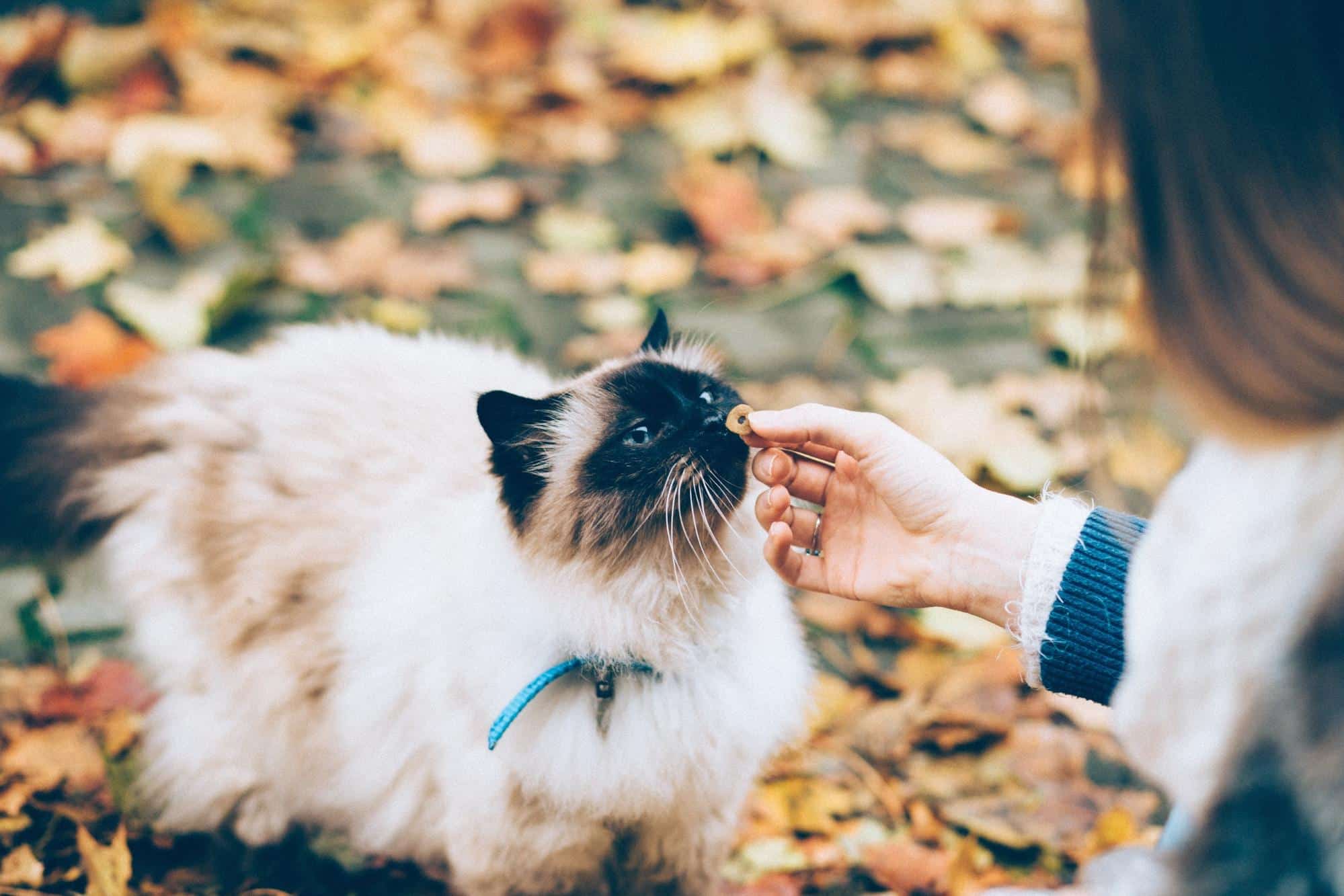 burman cat eating treat small batch business