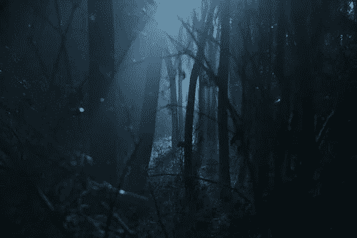 Dark spooky forest