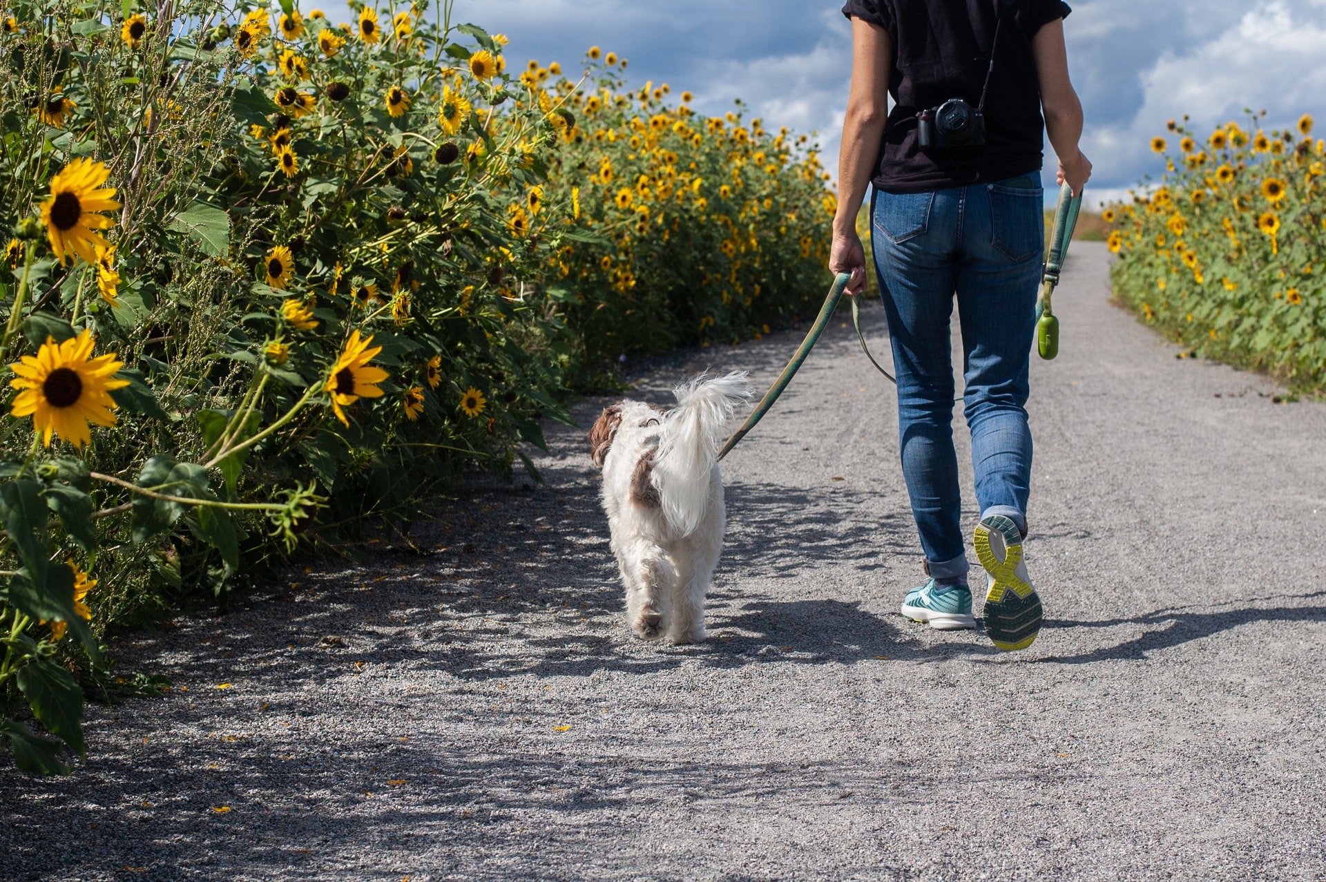 walking a dog 